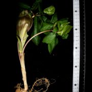 Image of Arisaema silvestrii   Pamp..